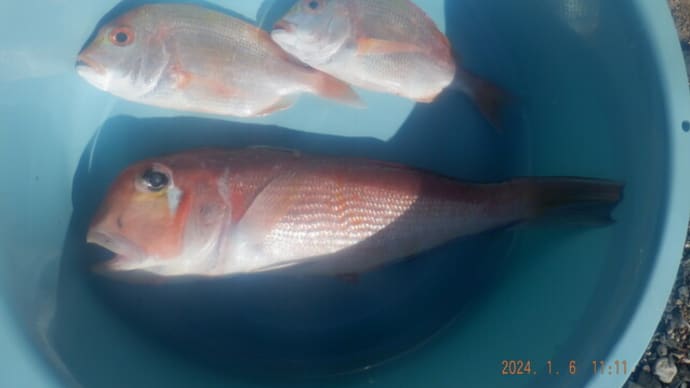 昨日釣魚下処理アマダイ・キダイ 刺身・松笠揚げ