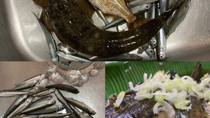2023年11月5日【北条湾釣行】釣りたてのネンブツダイを遊びながら食べる釣りのお供の猫達