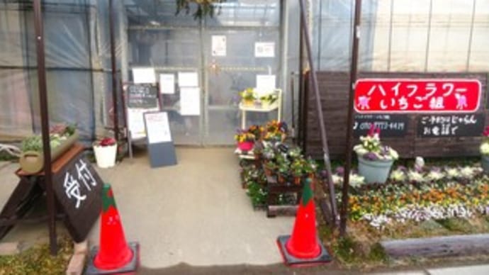 新年の顔合わせ & イチゴの2番花