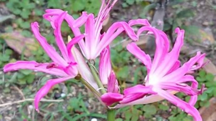 庭の花達