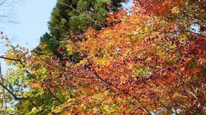 神代植物公園・植物多様性センターにて