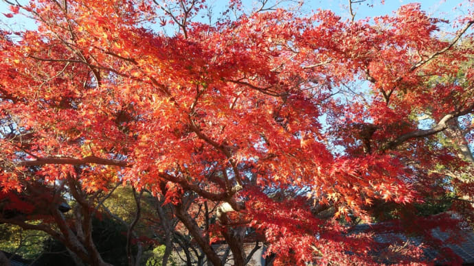 紅葉の思い出〜亡き友が過ごした秋〜