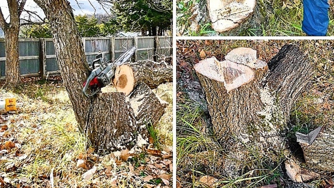 故郷の旧宅地に植わっている二本のミズナラ(樹齢25年)のうち、一本を伐採してきました