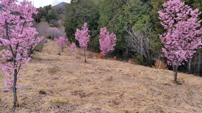 陽光桜咲く小萩園から林道周回