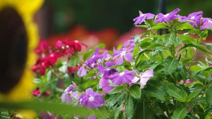 雨の日の緑花センター