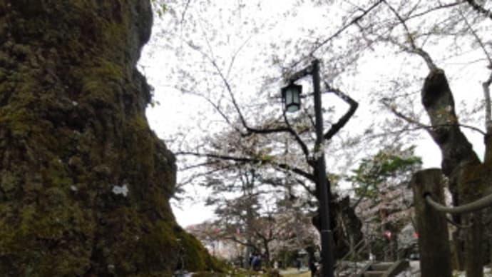 千秋公園の桜2024散りかけ