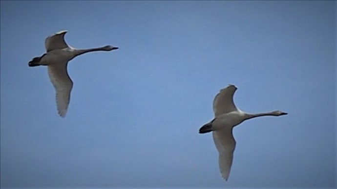 今年も千葉に白鳥がやってきました。・・3　最近の飛来数は約1000羽です。
