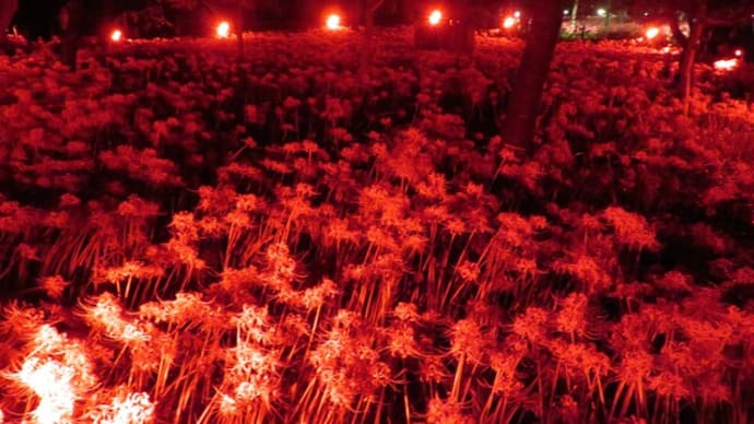 161 幻想の巾着田:曼珠沙華ライトアップ