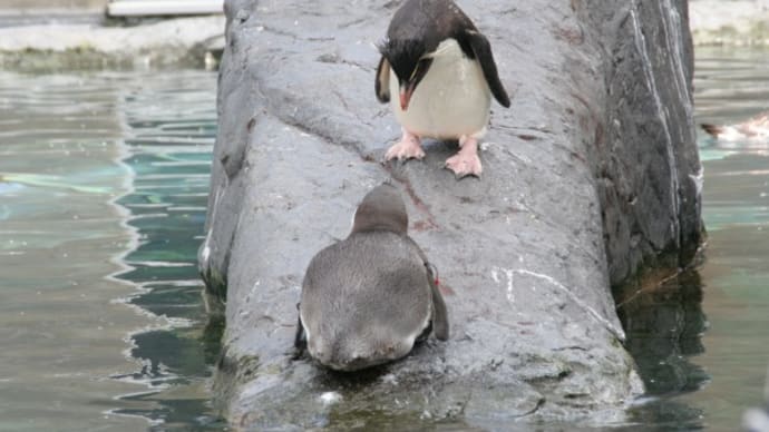 ペンギン対決?!