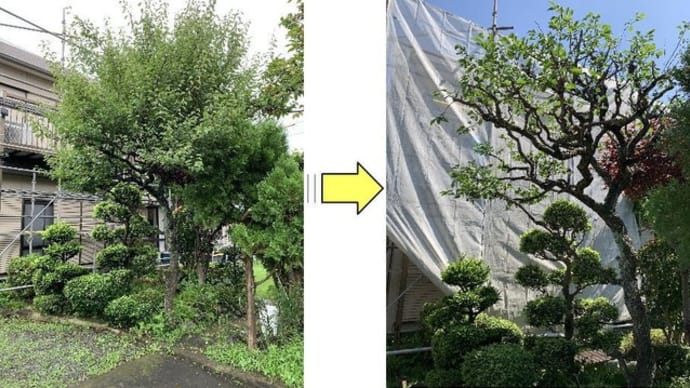 伸び放題となってしまった梅の木剪定ご依頼 庭木剪定 伐採 草刈り お庭の困ったを解決するお助けマンブログ