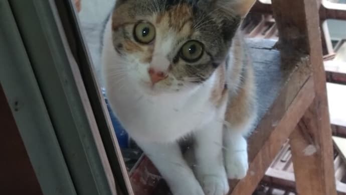 元気一杯の猫ちゃん