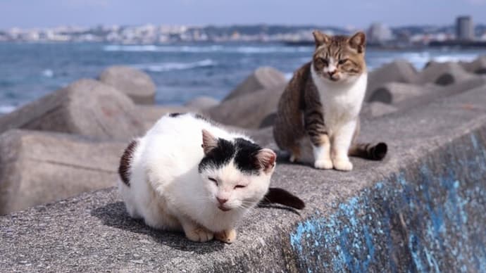 沖縄県の猫たち 2025年1月 その28