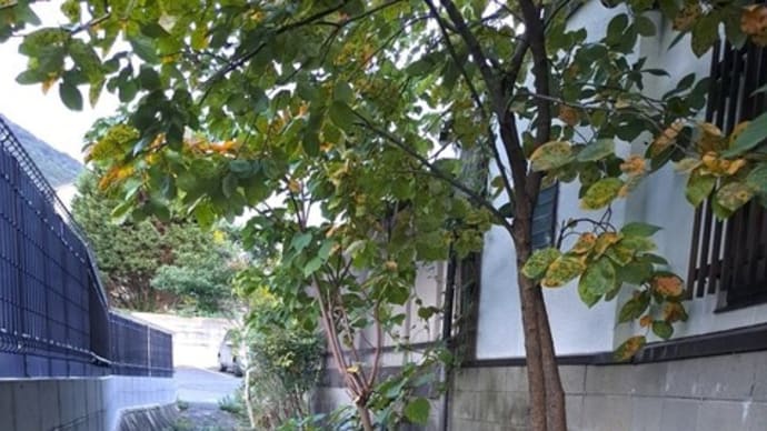柿の葉っぱが色づいてたよ　２４．１０/２０