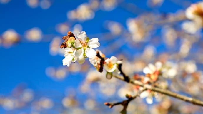 四季桜咲く