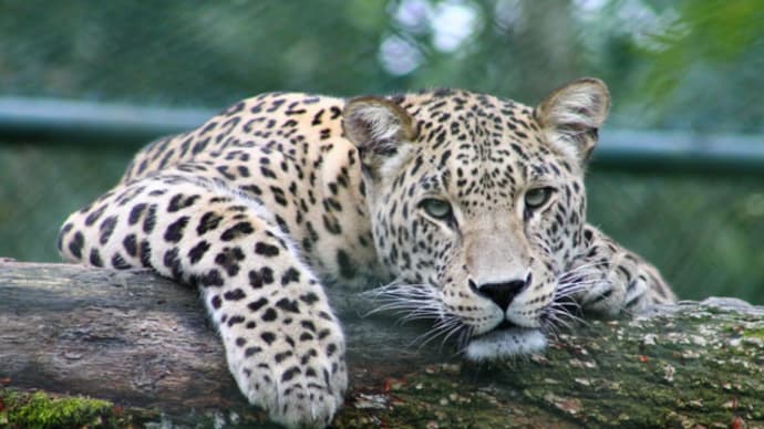 【アムールヒョウ】清水謙行が世界を旅するブログー絶滅危惧種