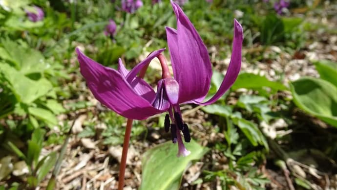 山野草④カタクリの花2020