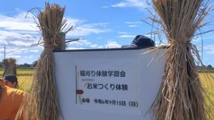 稲刈り体験 & パパイヤ狩り & フォーパーミル & 小さなプレゼント