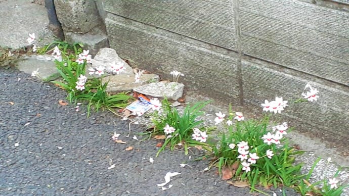 お花で一休み(140) 道端でたくましく咲く「ヒメヒオウギ」