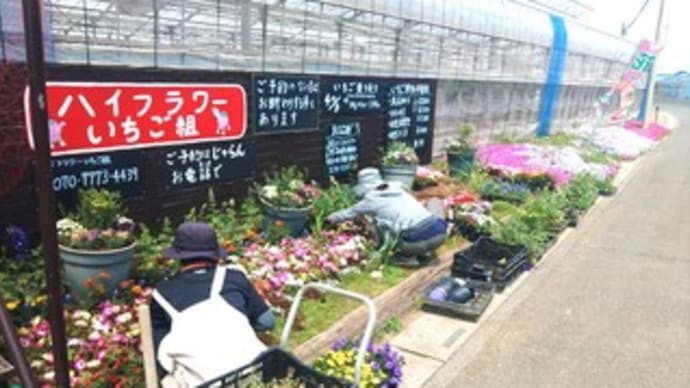 花壇の植え替え & 冬を越して! & タコサンド