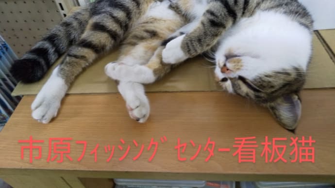 コンクリートからルアータックルでちょい投げ!!