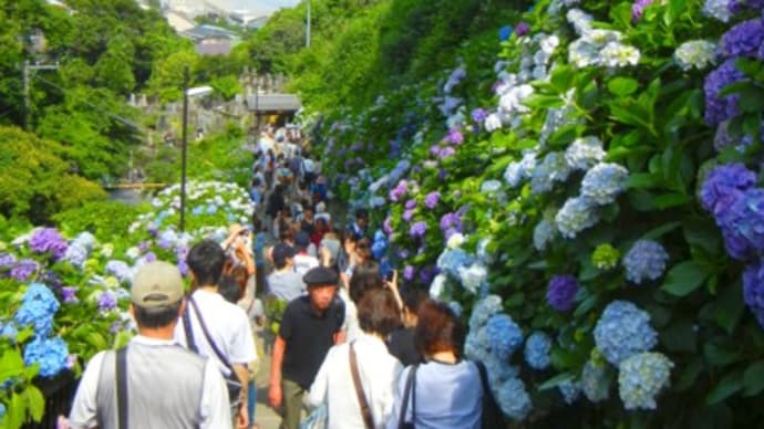 鎌倉散策③ /紫陽花