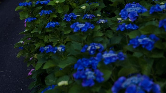 紫陽花と蛍 その2