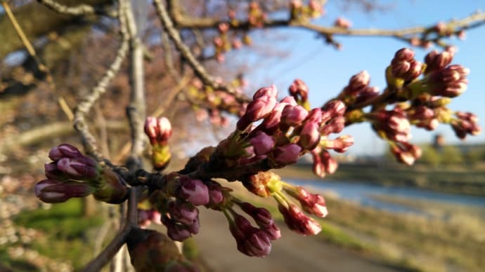 2022 私的桜開花標準木 その23