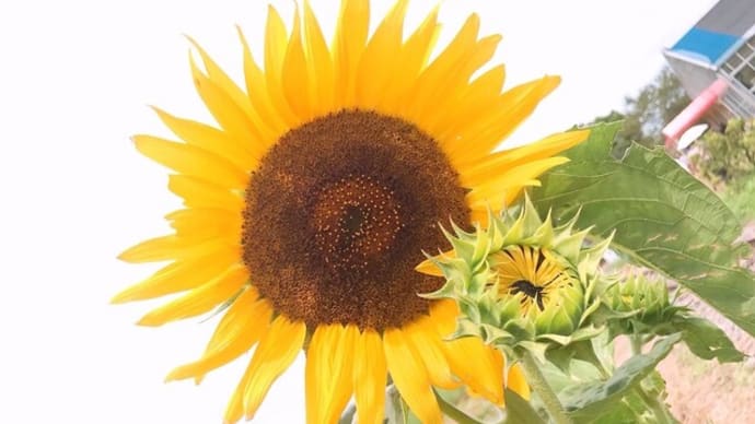 夏の花🌻