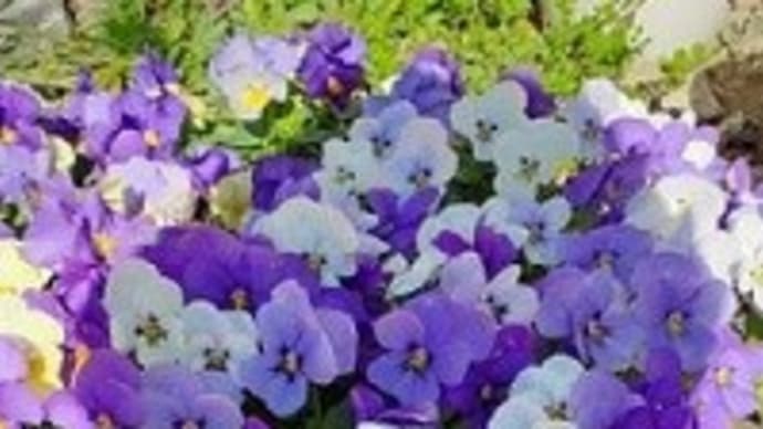 満開のビオラとクリスマスローズの蕾と北東花壇に花を植えたとですぅ~ヾ(≧▽≦)ノ