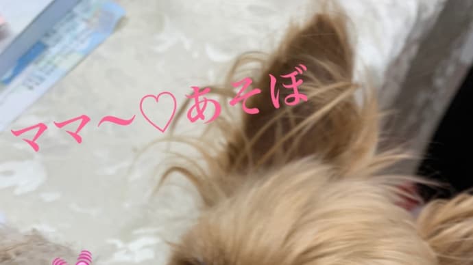 犬のマッサージ