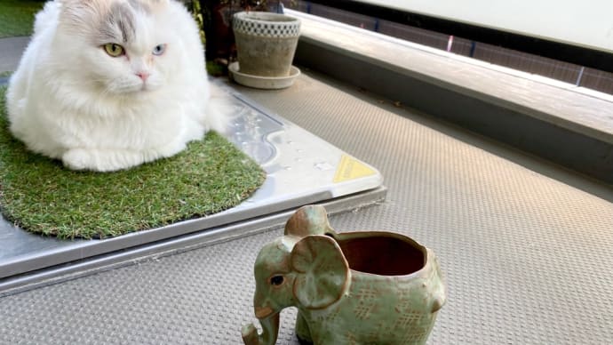 🐘ゾウさんにお引越し / ベーカリーレストラン