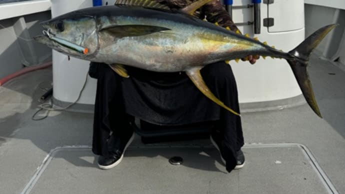 5/1 キハダ33kg カツオ