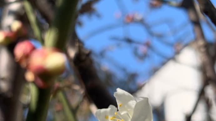 梅の花、綻ぶ(ほころぶ)*2/23
