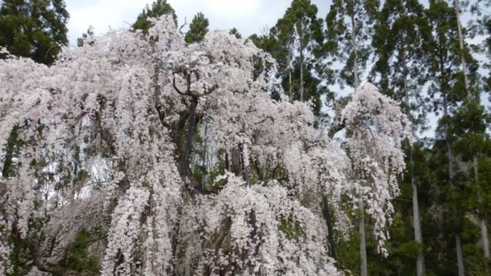 百花繚乱 しだれ桜の里で 四月のそば会