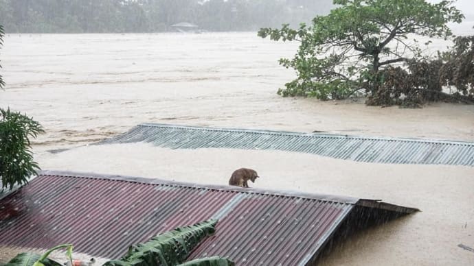 台風22号の被害で置き去りにされた動物たち