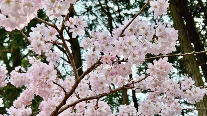 篠窪の春めき桜