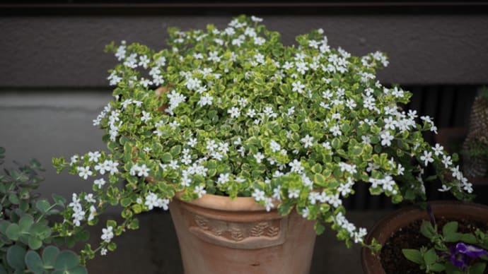 5月下旬から6月上旬の鉢植えの植物たちの様子