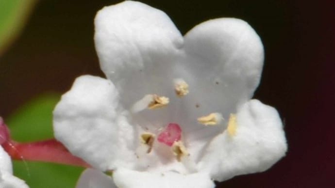 「オトコヨウゾメ」の花と実 (1)春の花