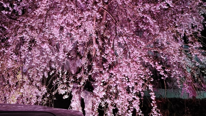 雨の夜桜🌸