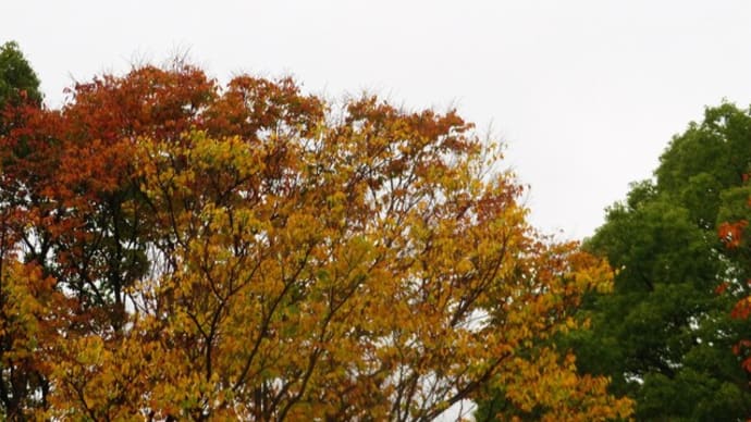 雨の勤労感謝の日