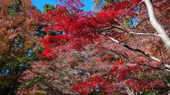 都会の公園も紅葉になりました。