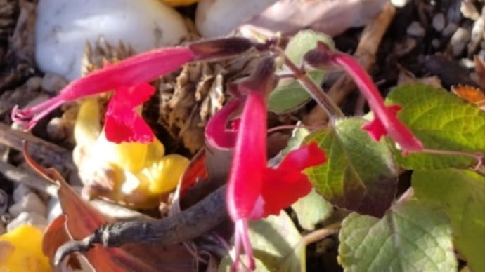家の周りの花や草