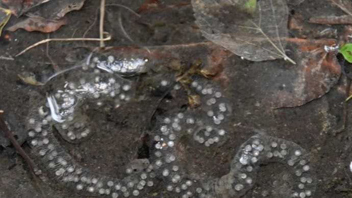 カスミサンショウウオの産卵