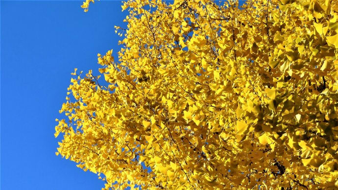 2021・11・24 ながの百景・吉田の大イチョウ。雪の到来を告げるイチョウ。