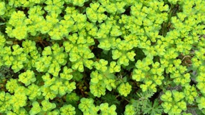燈台草