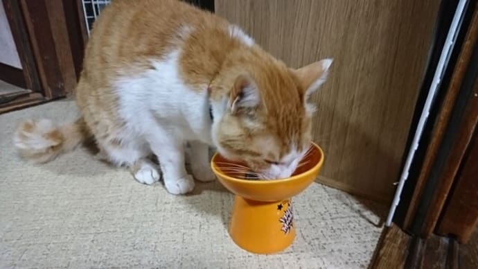 3月21日(月) 猫の麦とごまの日常日記