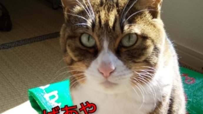 ぼるしちのオヤツ