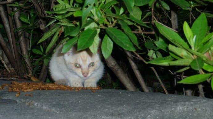 W杯開幕&電通にも特捜捜査か⁉&ツィッター,トランプ氏アカウント復活!?&子猫発見っ‼・・&嵐二宮,2子女児誕生&ベルセルク黄金時代編,グリフォン鞭打ちに部隊は敵襲&福島97歳,女性死亡