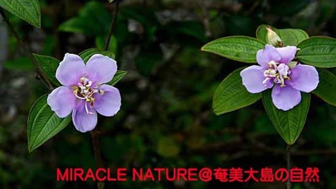 ノボタン変わり花探し