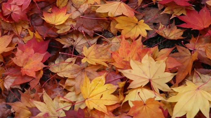 秋の紅葉、追想/北海道1-3
